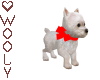 Westie puppy w bow red