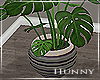 H. House Plant