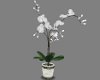 (S) White Tropical Plant