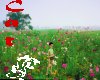 (BSW) Flower Field #10