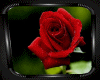 ROSE PICTURE FRAME