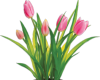 Cutout tulipán