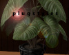 Potted Plant