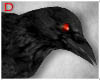 Shoulder Crow