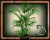 [D] Potted Willow Fern