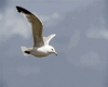 Seagull GIF