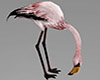 Beach Flamingo Standing