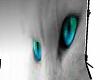 backdrop grey cat eyes