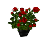 Pot of Roses