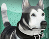 My Husky Avatar M