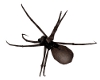 [SM] Arachnid Crawler