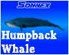 Humpback whale