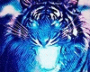 *LH* Heads tiger blue