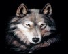 Indigo Wolf Picture