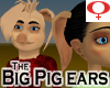 Big Pig Ears -Female