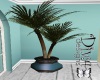 Summer Pot Palm