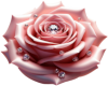 Luce's 1k Support Rose