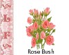 LF Rose Bush Pink