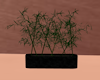 Bamboo+Plant