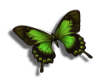 small butterfly Green R