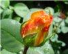 Morning rose