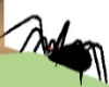 [BK]Pet Spider