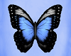 [SM] Blue Butterfly