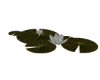 Amazonian Lily Pads