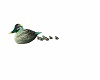 wild duck with small