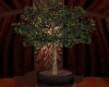 (MC)TwnkleGold Ficus