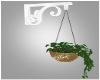 Z"| Hanging planter 