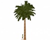 (SK) Island Palm Tree