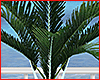 Tropical Palm 