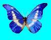 Blue Spirit Butterfly