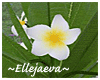 Tropical Plumeria Yellow