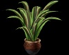 Western Plant