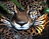 {KAT} Jaguar Pic 3