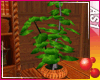 [AS1] tropic bonsai II