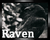 |R| The Raven Poe