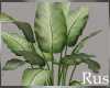 Rus Leaf Plant 4