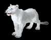White Tiger + Pose
