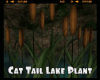 *Cat Tail Lake Plant