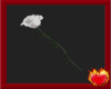 White Rose
