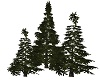 Pines Trees x 3