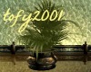 T2001- Palm Plant