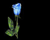 ~DzB~ Blue Rose Tat