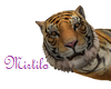Tiger lying