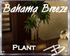 *B* Bahama Breeze Plant1