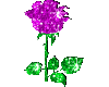 Sparkling Purple Rose