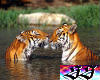 Tiger Romance